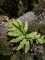 Blechnum chilense