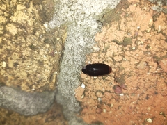 Pseudomorphini