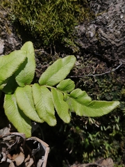 Blechnum chilense