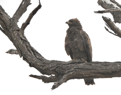 Hieraaetus wahlbergi