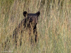 Ursus americanus eremicus