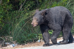 Ursus americanus eremicus