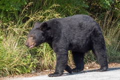 Ursus americanus eremicus