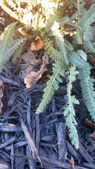 Achillea filipendulina