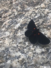 Melanis acroleuca acroleuca