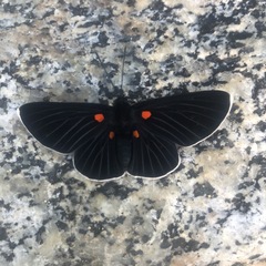 Melanis acroleuca acroleuca