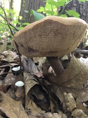 Tylopilus rubrobrunneus image