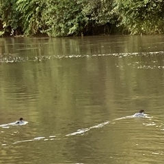 Mergus merganser merganser