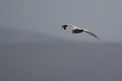 Chroicocephalus genei