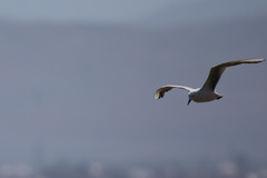 Chroicocephalus genei