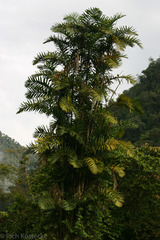 Bactris