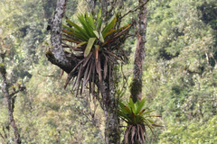 Tillandsioideae