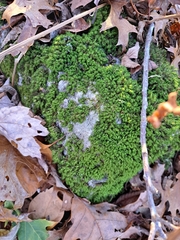 Dicranum montanum