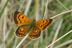 Lycaena