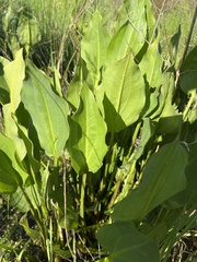 Alisma plantago-aquatica