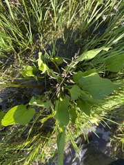 Alisma plantago-aquatica
