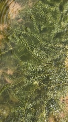 Hydrocharitaceae