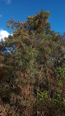 Bambusoideae
