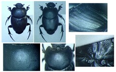 Euonthophagus amyntas