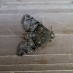 Macalla glastianalis