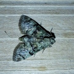 Macalla glastianalis