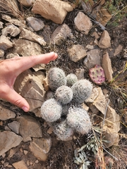 Escobaria tuberculosa