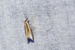 Raphiptera argillaceellus