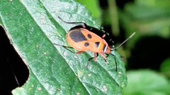 Pyrrhopeplus carduelis