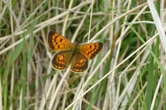 Lycaena