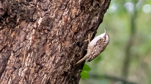 Short-toed Treecreeper, 1075 Amsterdam, Netherlands, photo 9 of 10