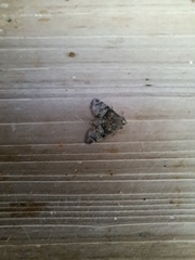 Macalla glastianalis