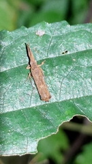 Lecithocera