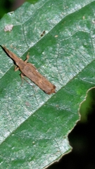 Lecithocera