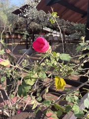 Malvaviscus arboreus