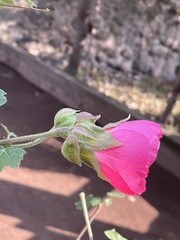 Malvaviscus arboreus