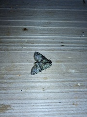 Macalla glastianalis