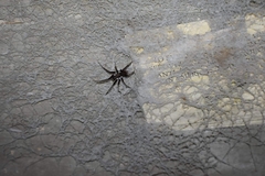 Kukulcania hibernalis