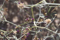 Psorothamnus emoryi emoryi