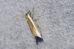 Raphiptera argillaceellus