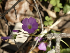 Oxalis arenaria