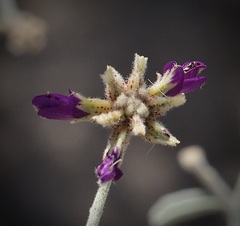 Psorothamnus emoryi emoryi