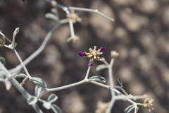 Psorothamnus emoryi emoryi