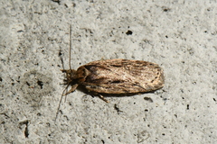 Agonopterix