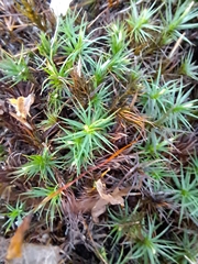 Polytrichum commune