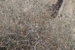 Psorothamnus emoryi emoryi