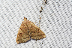 Zanclognatha dentata