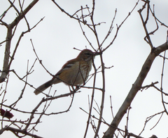 Cercotrichas leucophrys