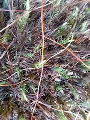 Polytrichum commune