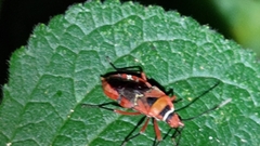 Pyrrhocoridae