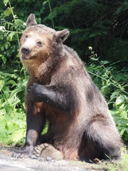 Ursus arctos arctos